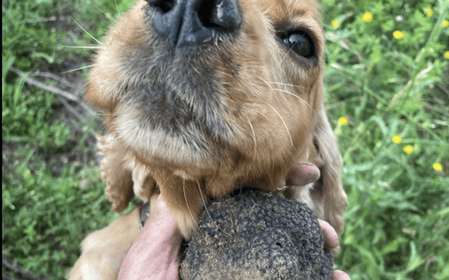 MOLISE TRUFFLE HUNTING WITH FOOD TASTING