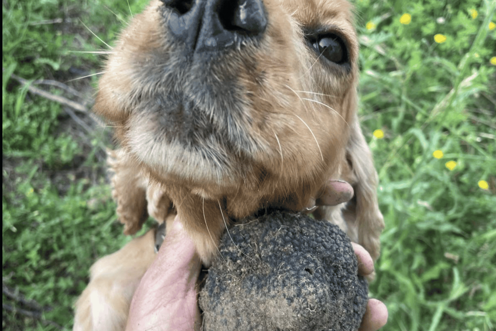 TRUFFELJACHT MET PROEVERIJ